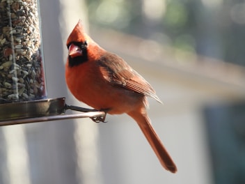a red bird perched on a bird feeder