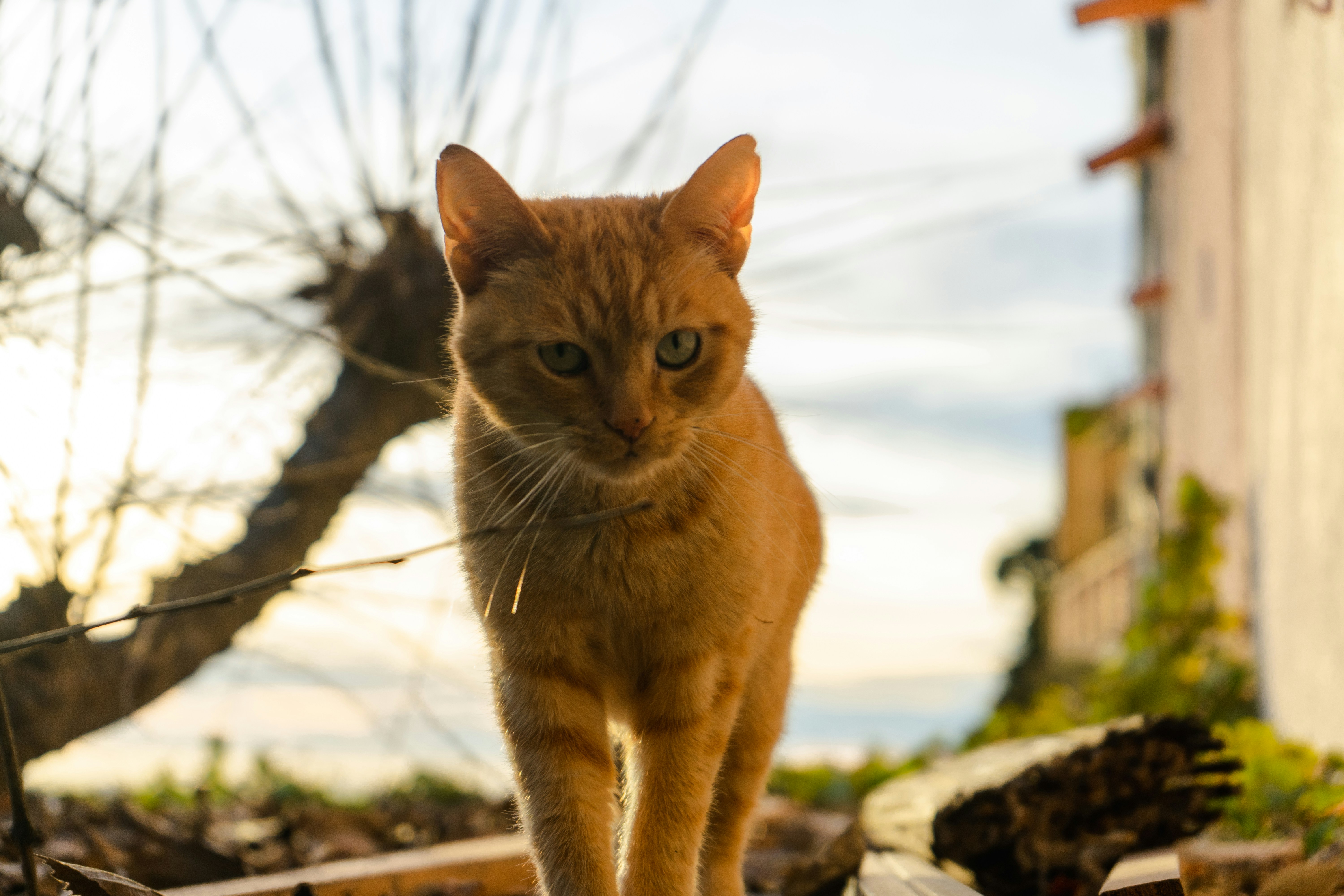 More Cute Curious Cat
