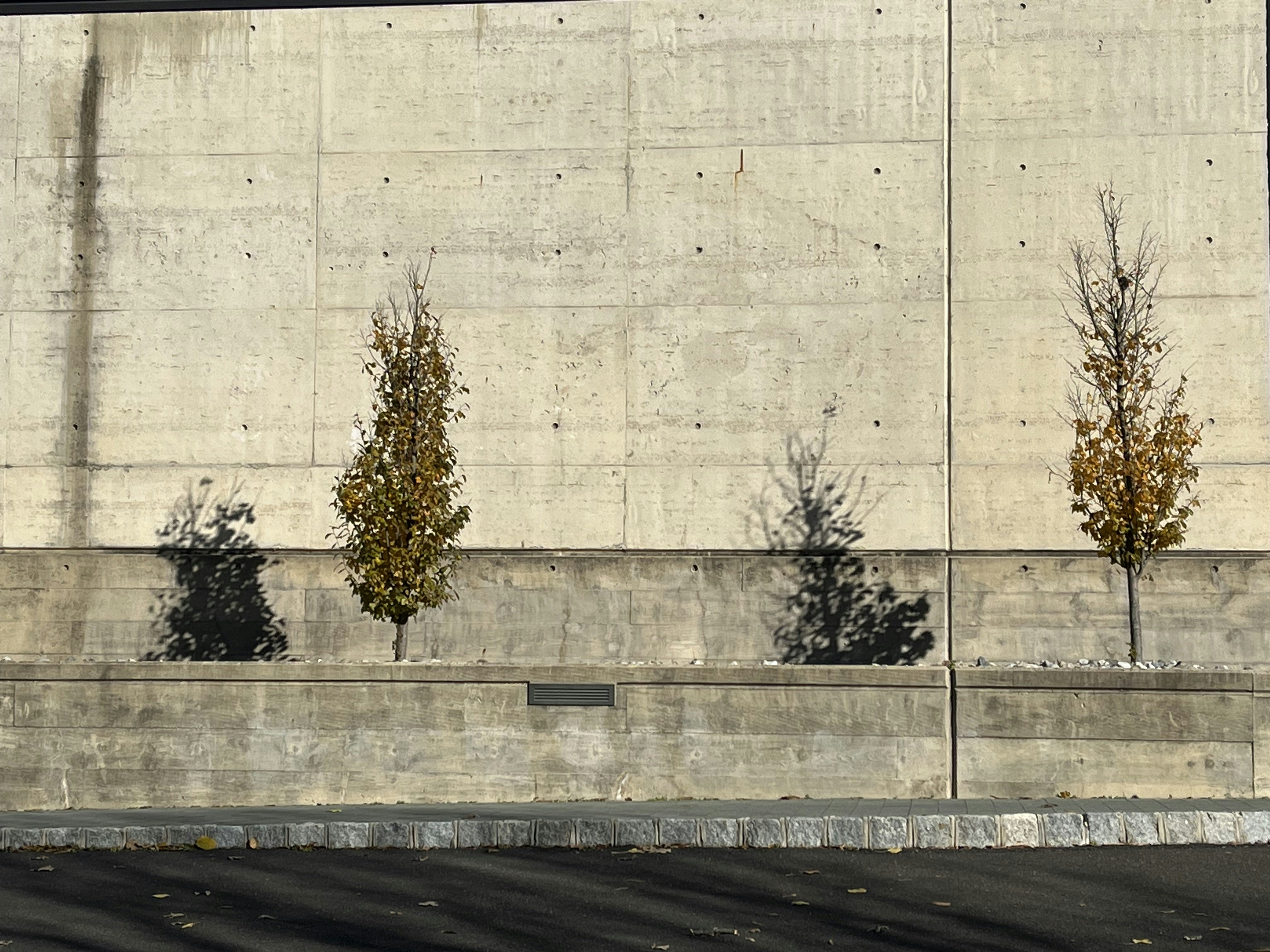 overgrown asphalt wallpaper, wallpaper, Abandoned Race Track: A History of Speed & Decay 5