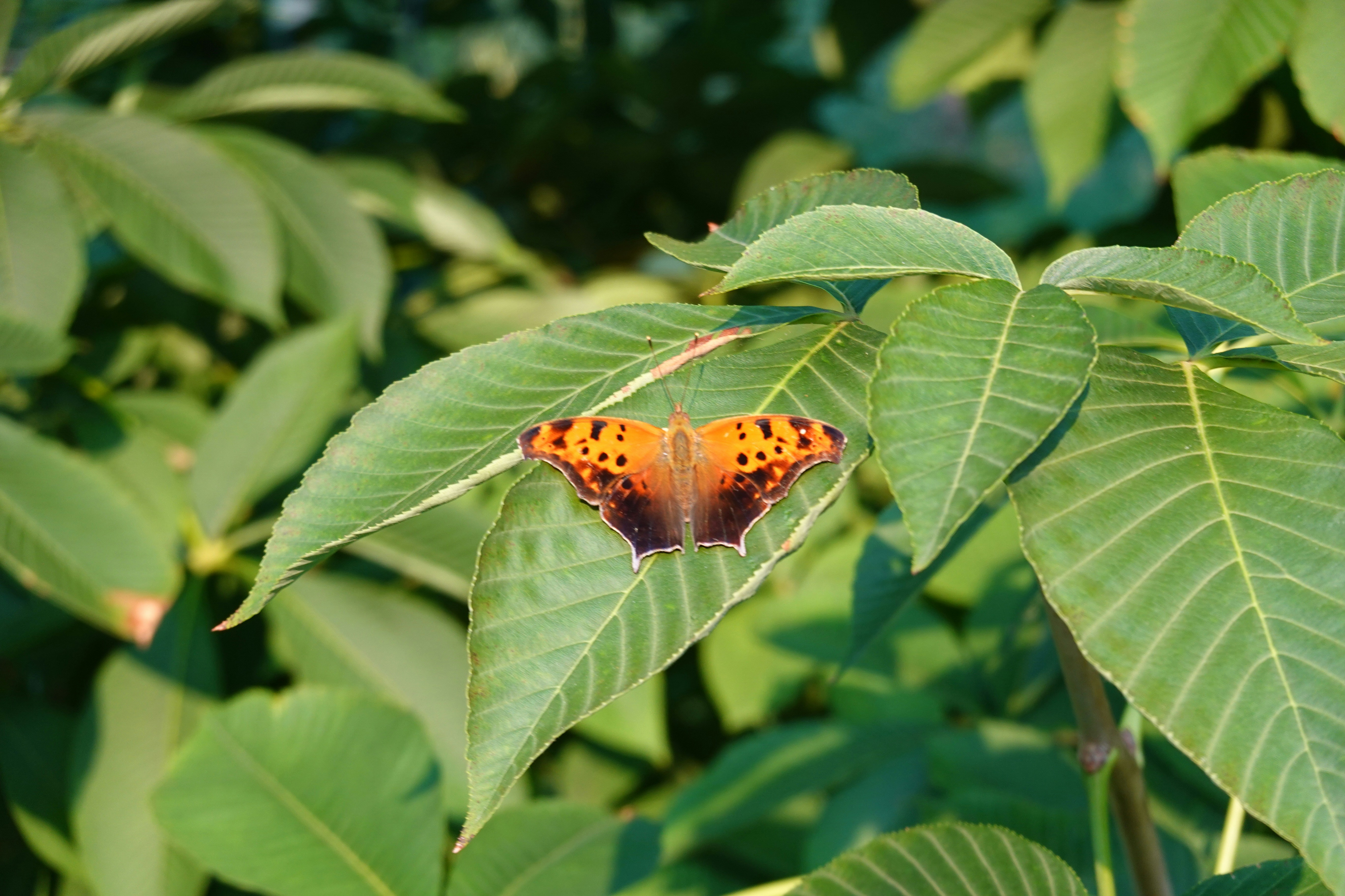 Photo by marsha_reid