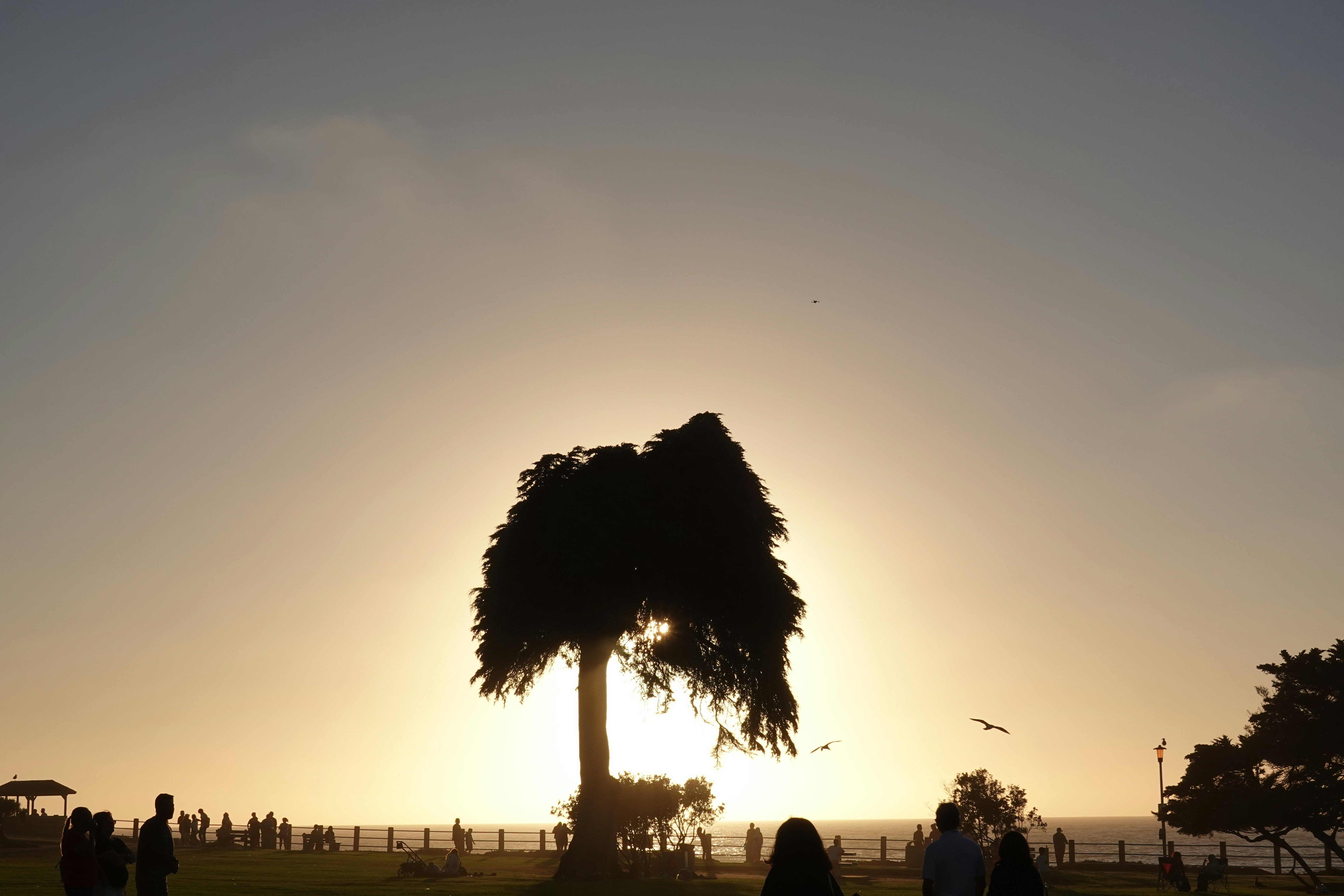 the sun is setting behind a palm tree