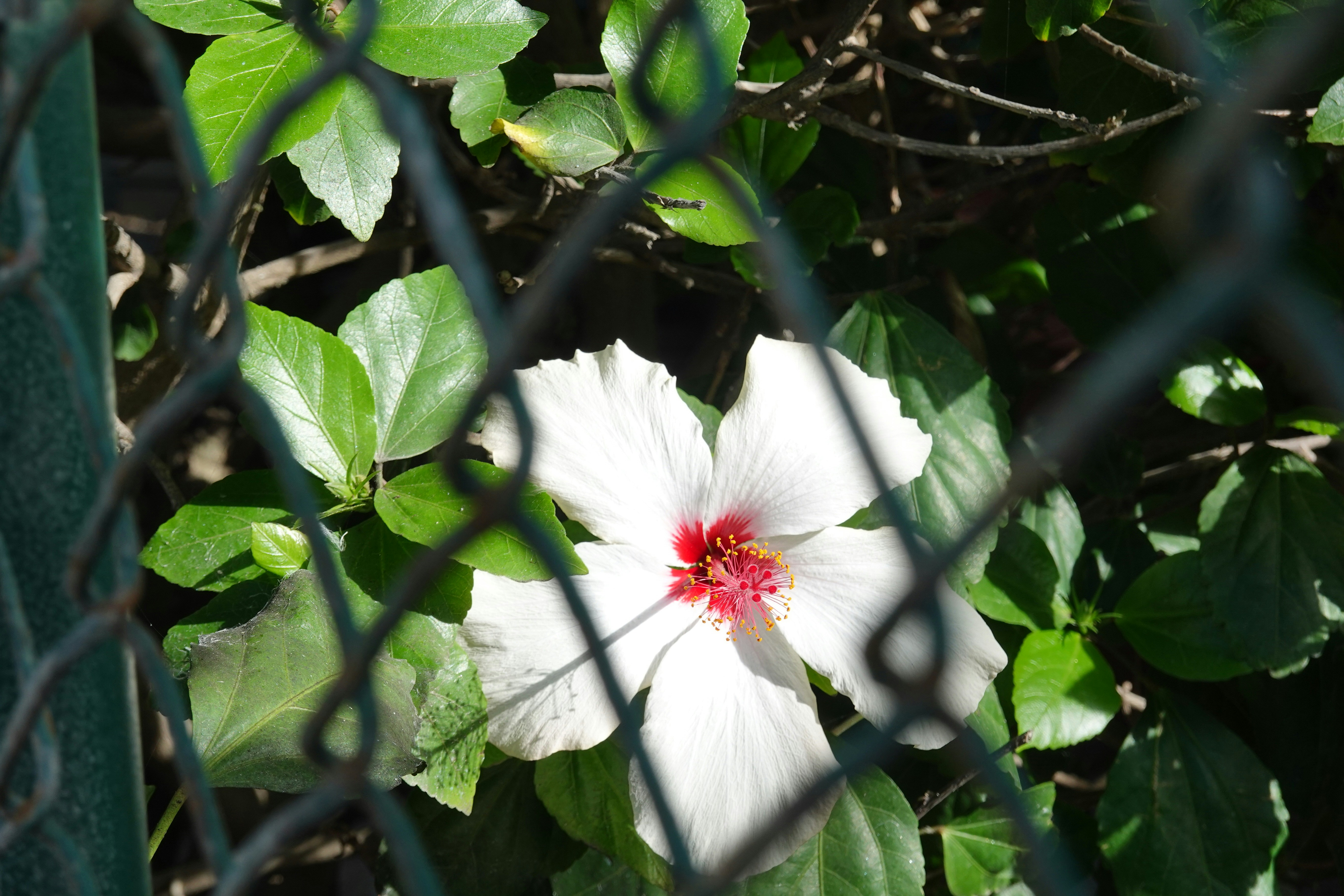 A white flower with a red center is behind a chain link fence photo ...