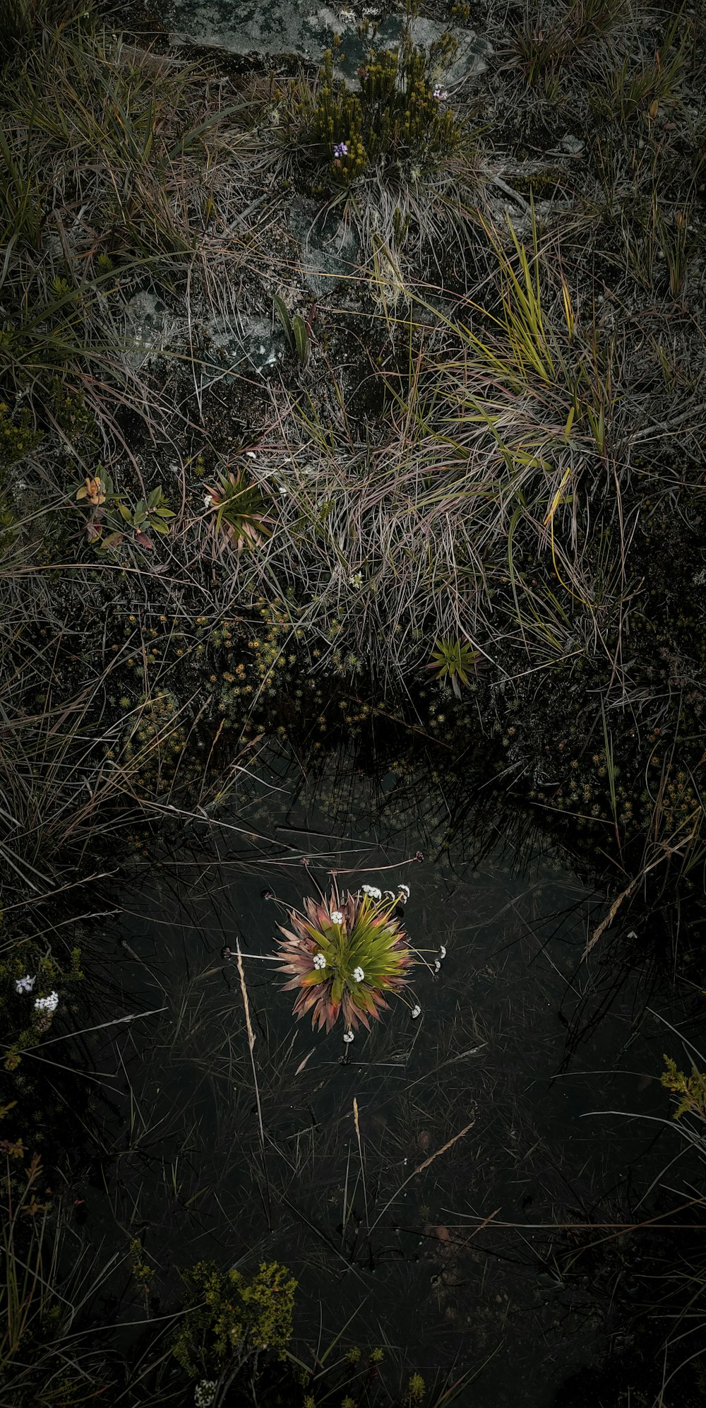 a flower that is floating in some water