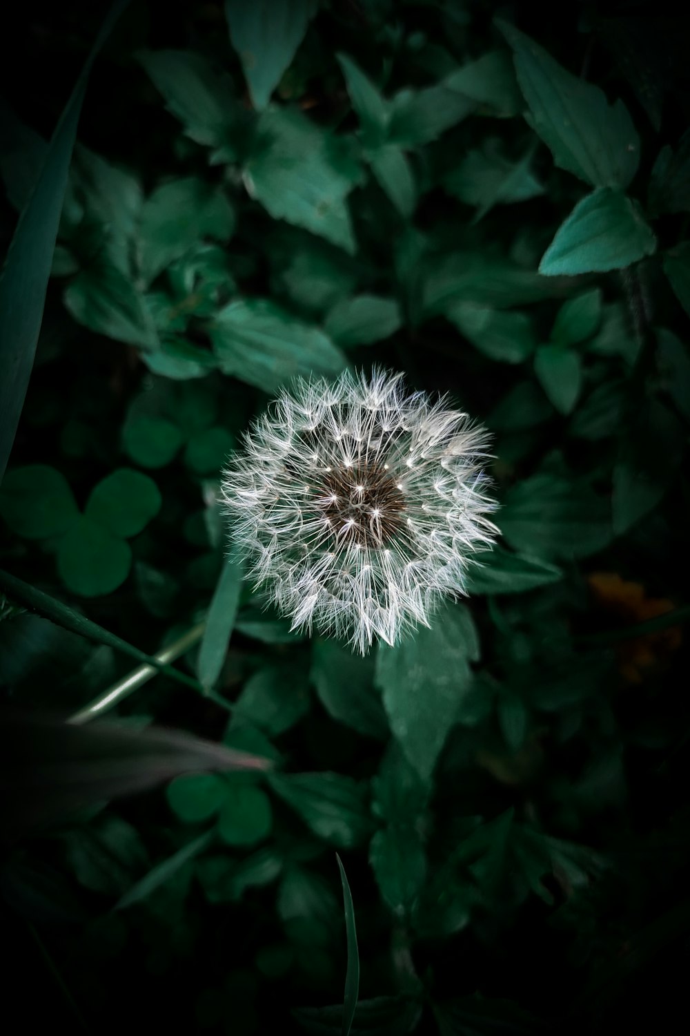 a dandelion in the middle of a field