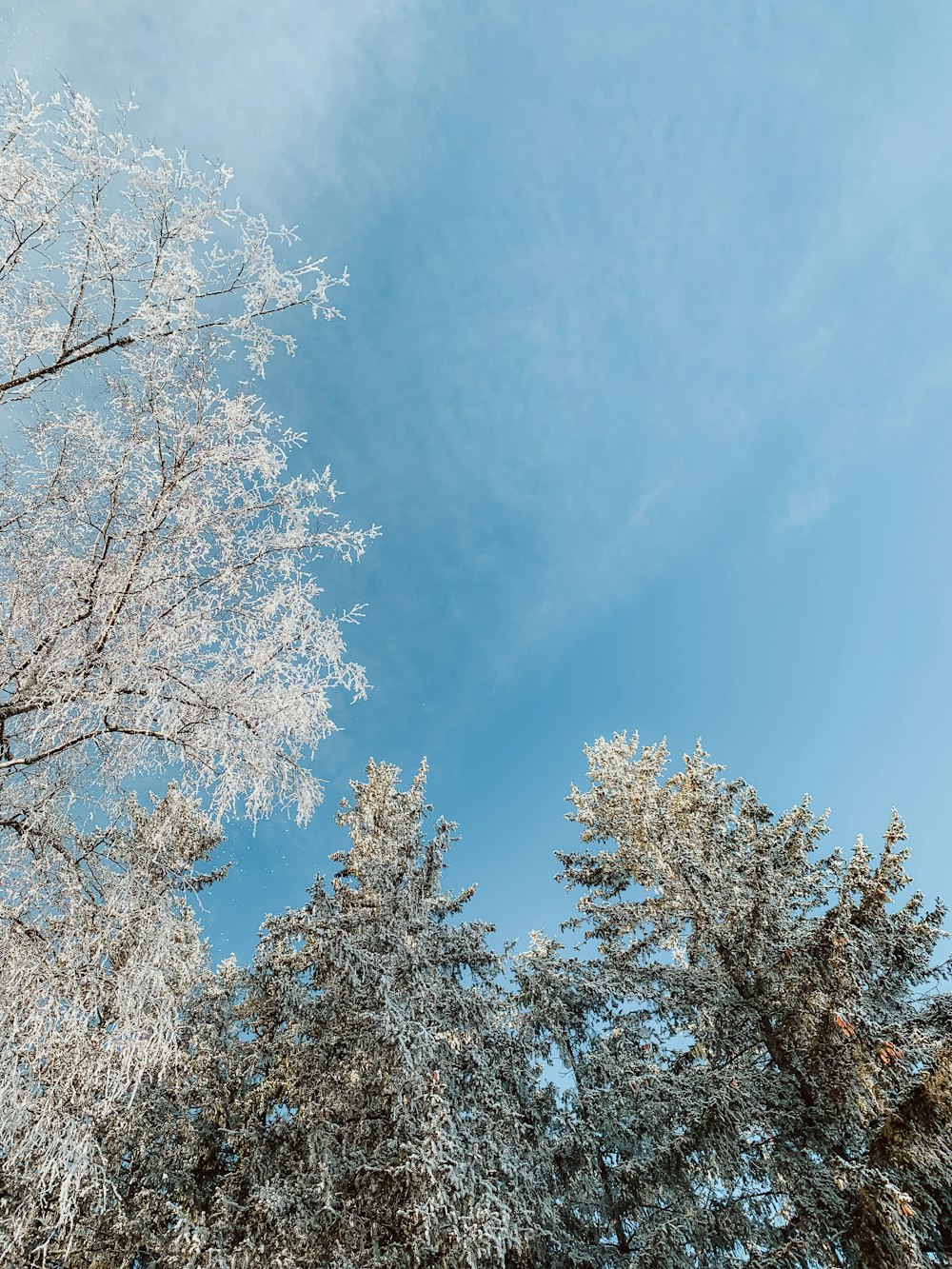 a blue sky with some white clouds and some trees