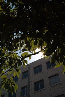 Sunlight filtering through green leaves on a residential building balcony