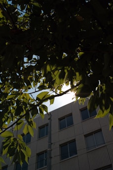 Sunlight filtering through green leaves on a residential building balcony