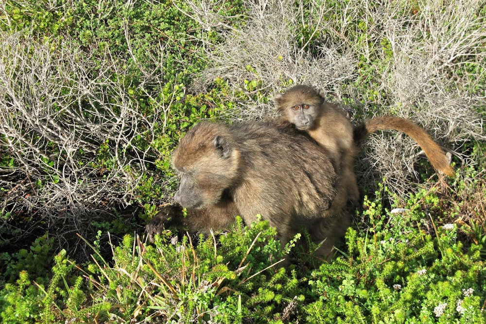 a couple of monkeys that are in the grass