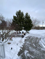A winter scene showing a driveway cleared of snow with trimmed evergreens lining the path.