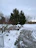 A clean, snow-free driveway bordered by forest green shrubs and brown mulch under soft winter daylight.