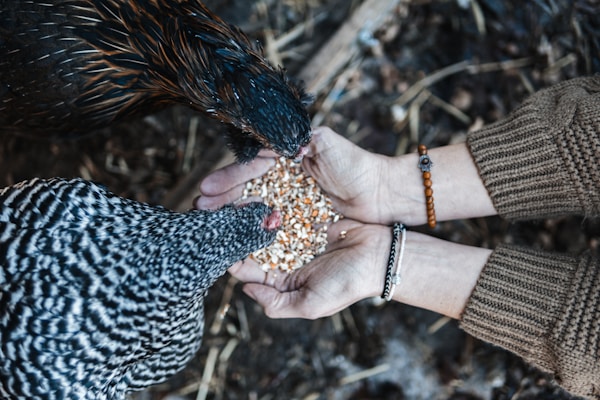 a person feeding a bird from a bird feeder
