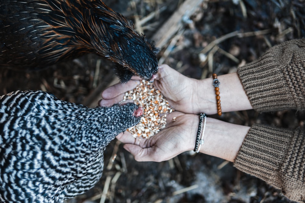 a person feeding a bird from a bird feeder