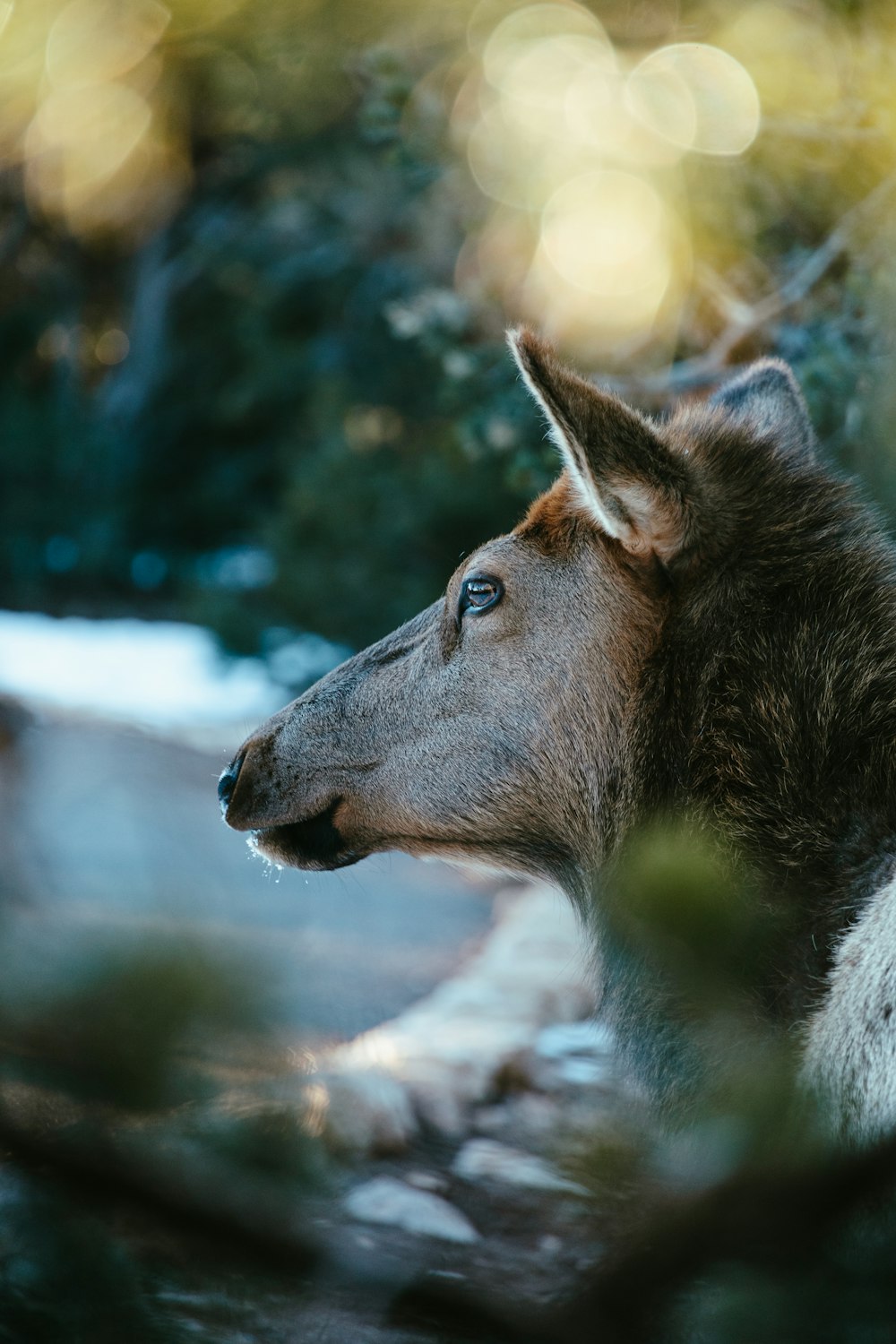 a close up of a deer near some trees