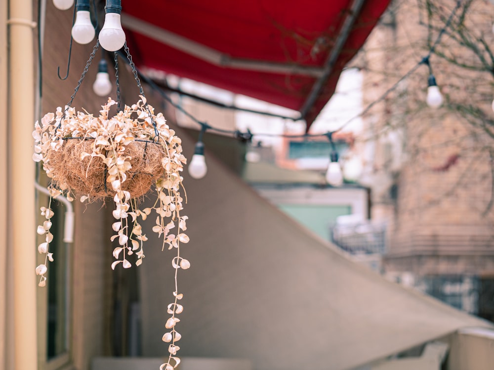 a bunch of flowers hanging from a red awning