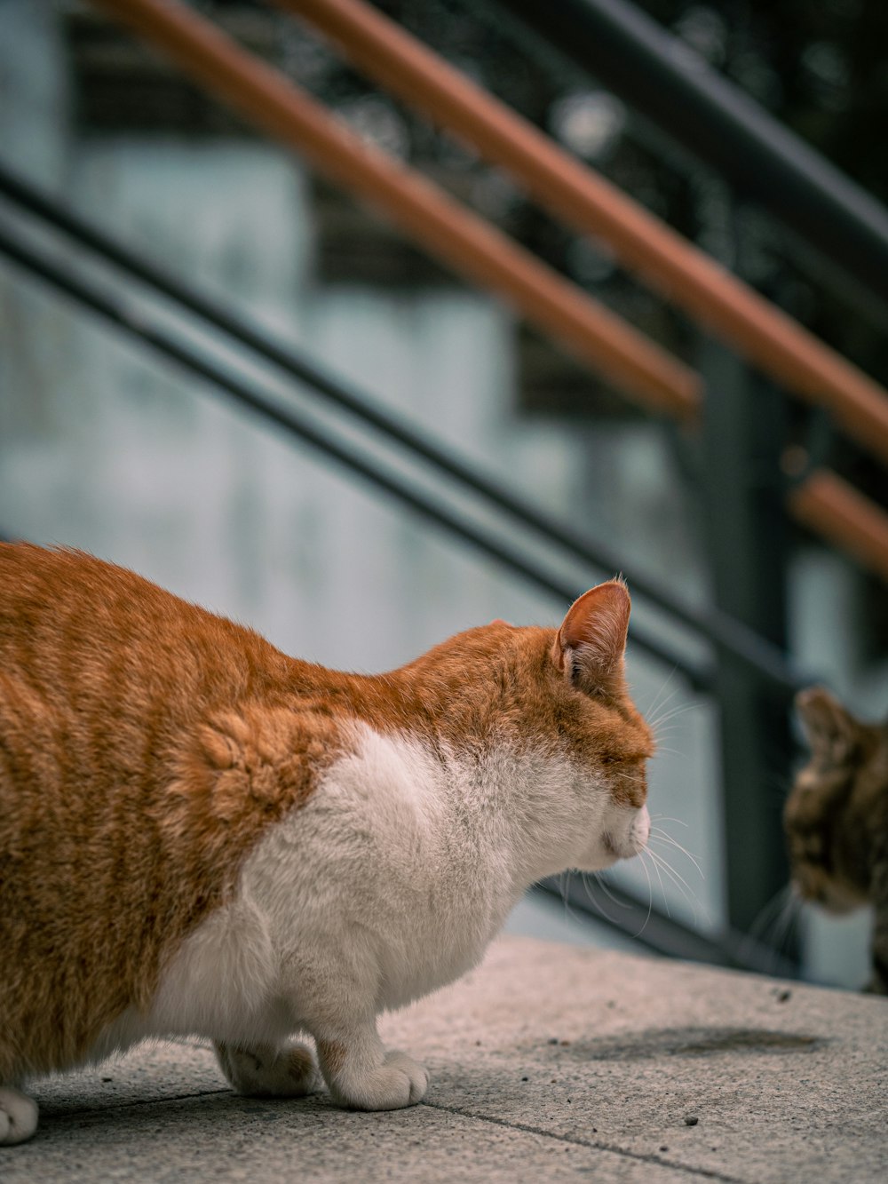 an orange and white cat standing next to another cat
