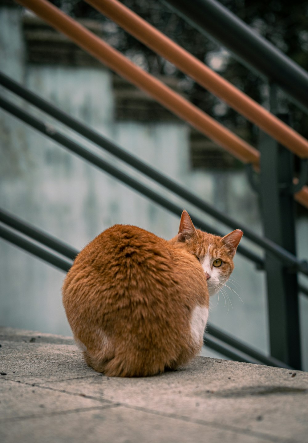 an orange and white cat sitting on the ground