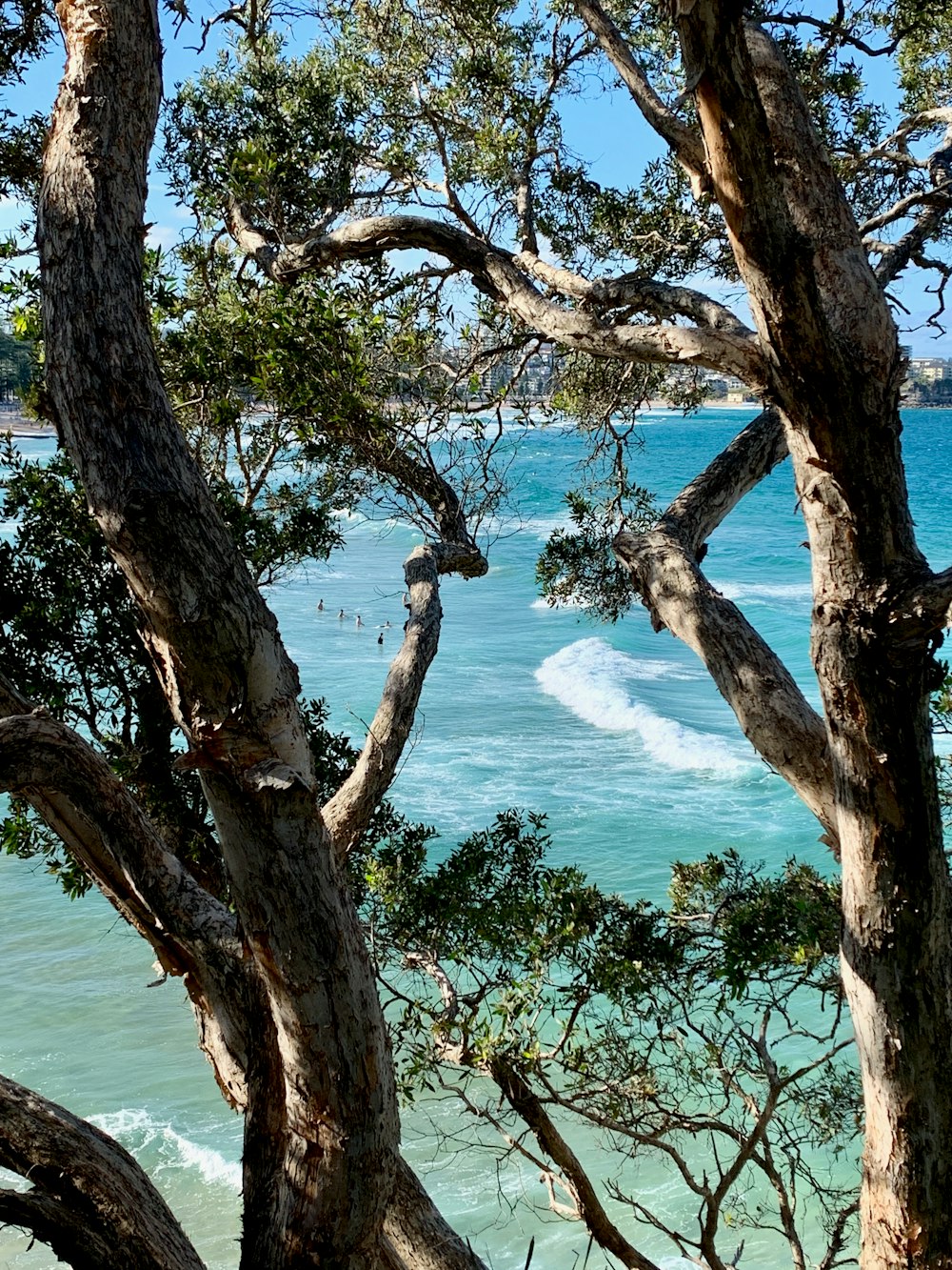 a view of a body of water through some trees