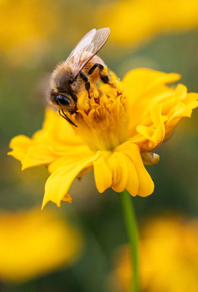 Bee on a flower
