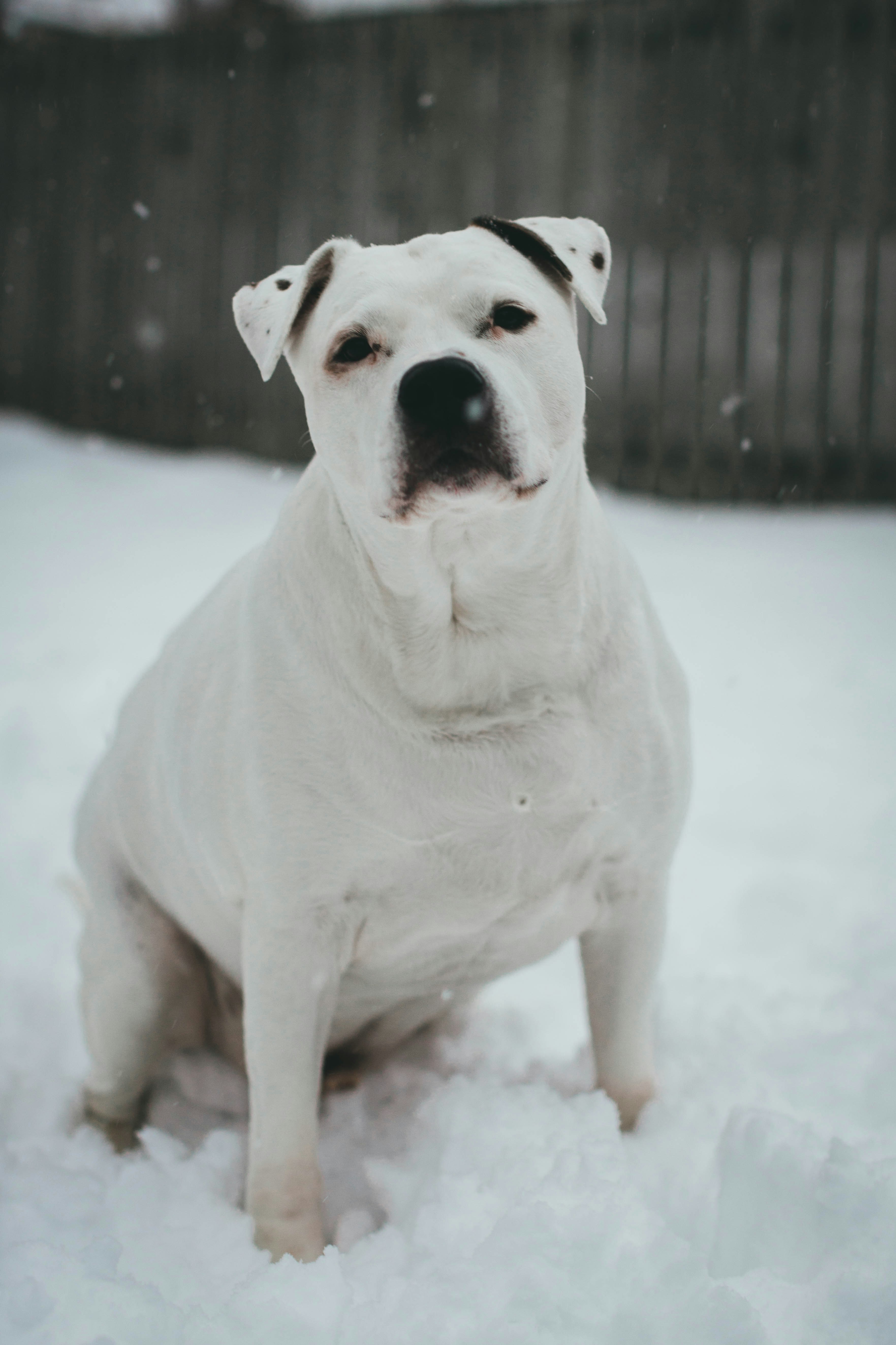 A white dog is sitting in the snow photo – Free Grey Image on Unsplash
