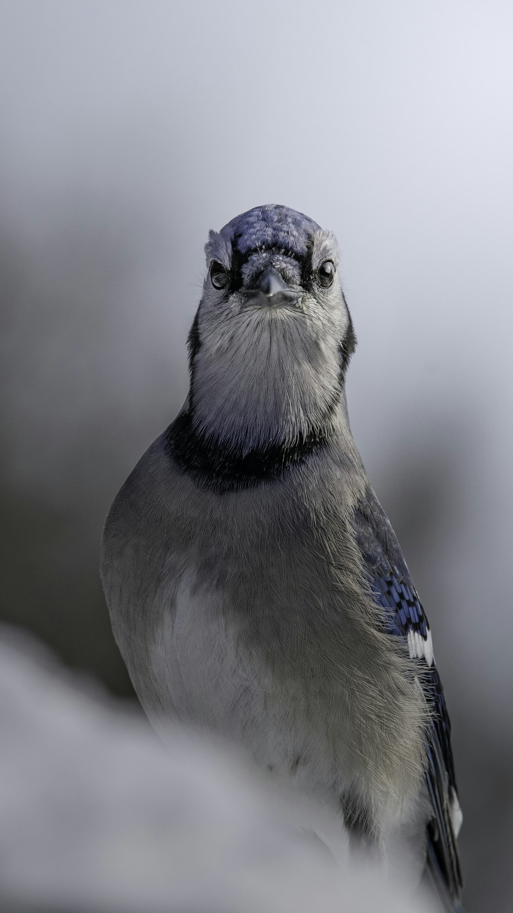 a blue and white bird sitting on top of a tree branch