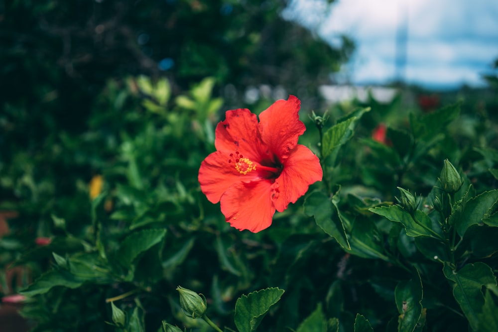 a red flower is in the middle of a bush