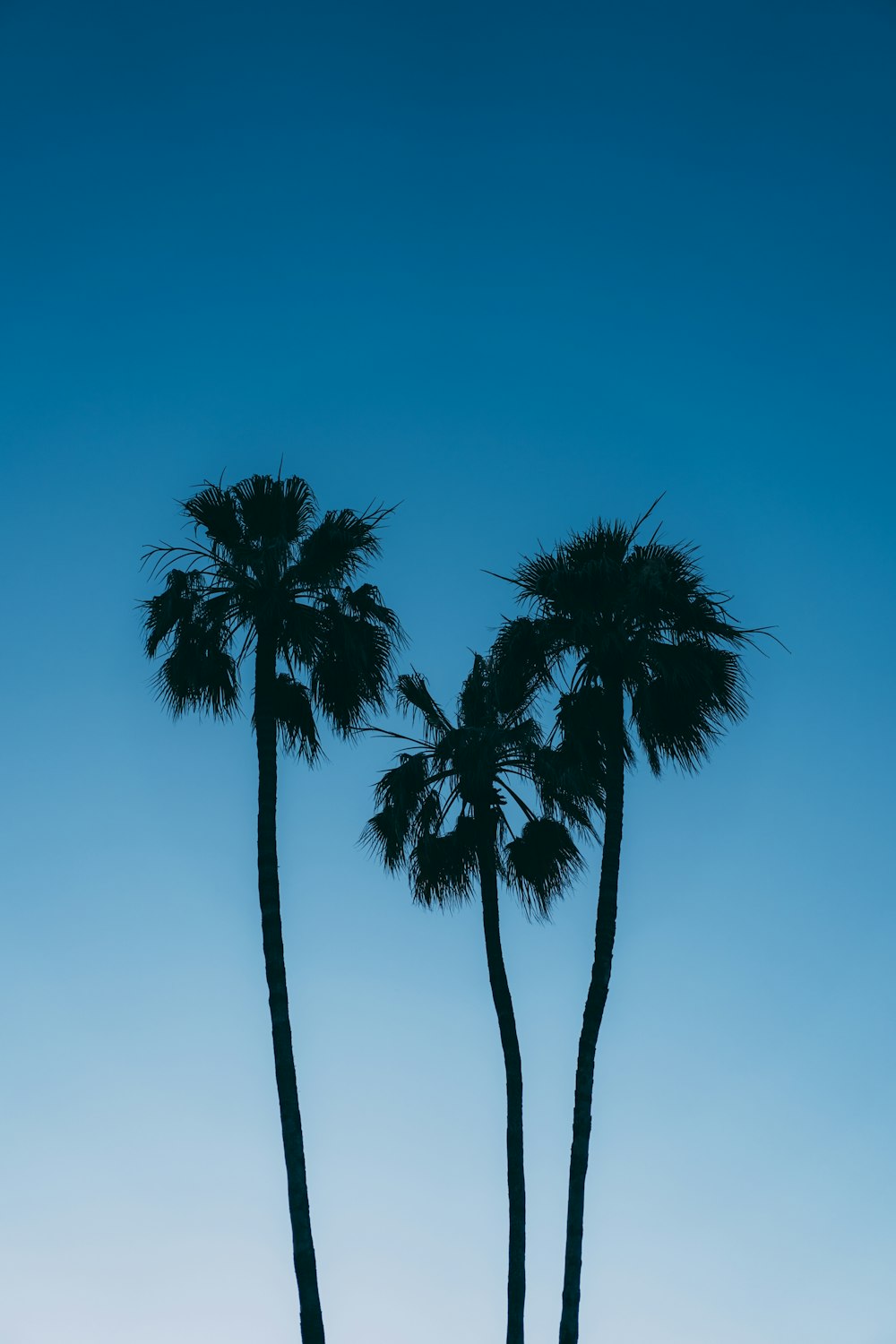 two palm trees are silhouetted against a blue sky