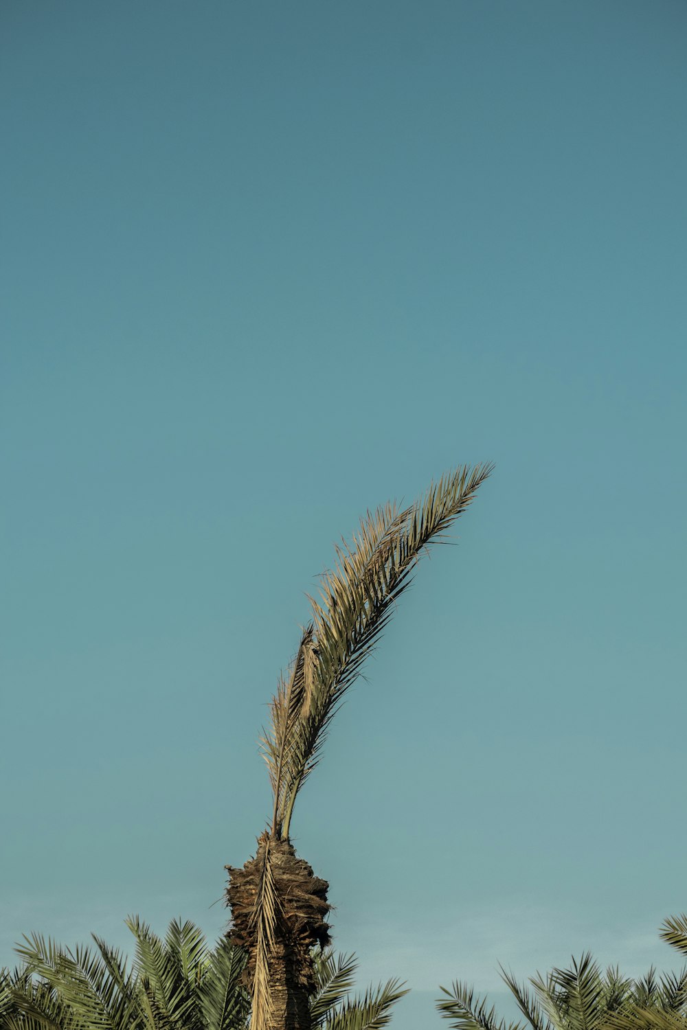 a palm tree blowing in the wind on a clear day