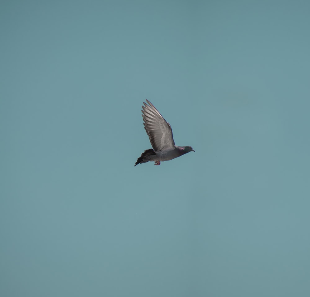 a bird flying in the sky with its wings spread
