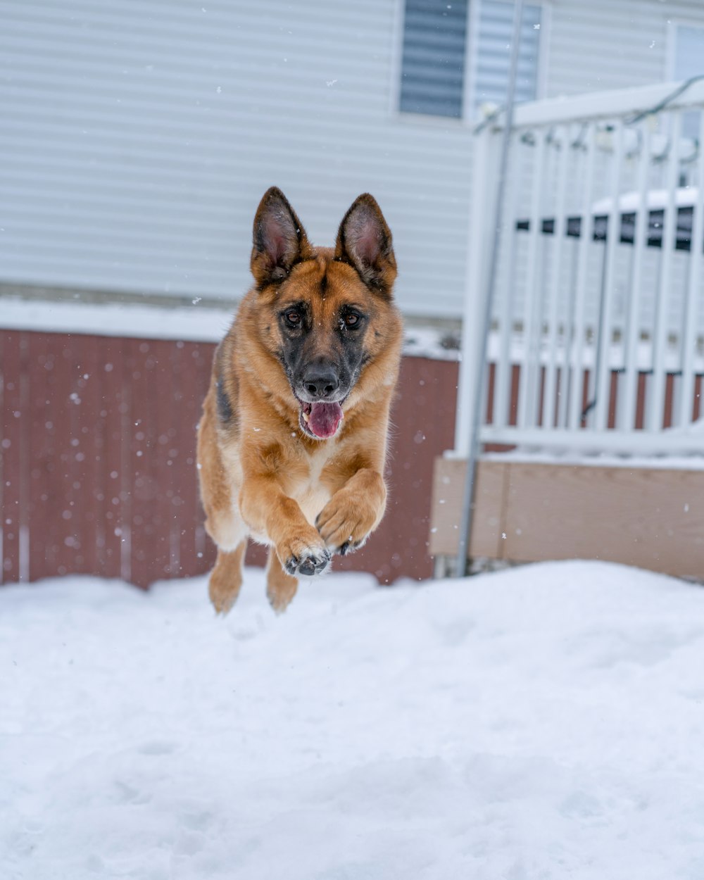 a dog jumping up into the air in the snow