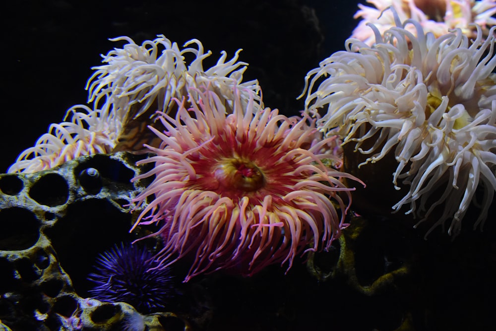anemones and sea anemones in an aquarium