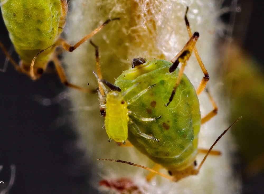 a couple of green bugs sitting on top of a plant