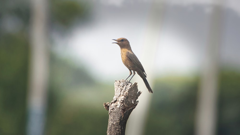 a small bird sitting on top of a tree branch