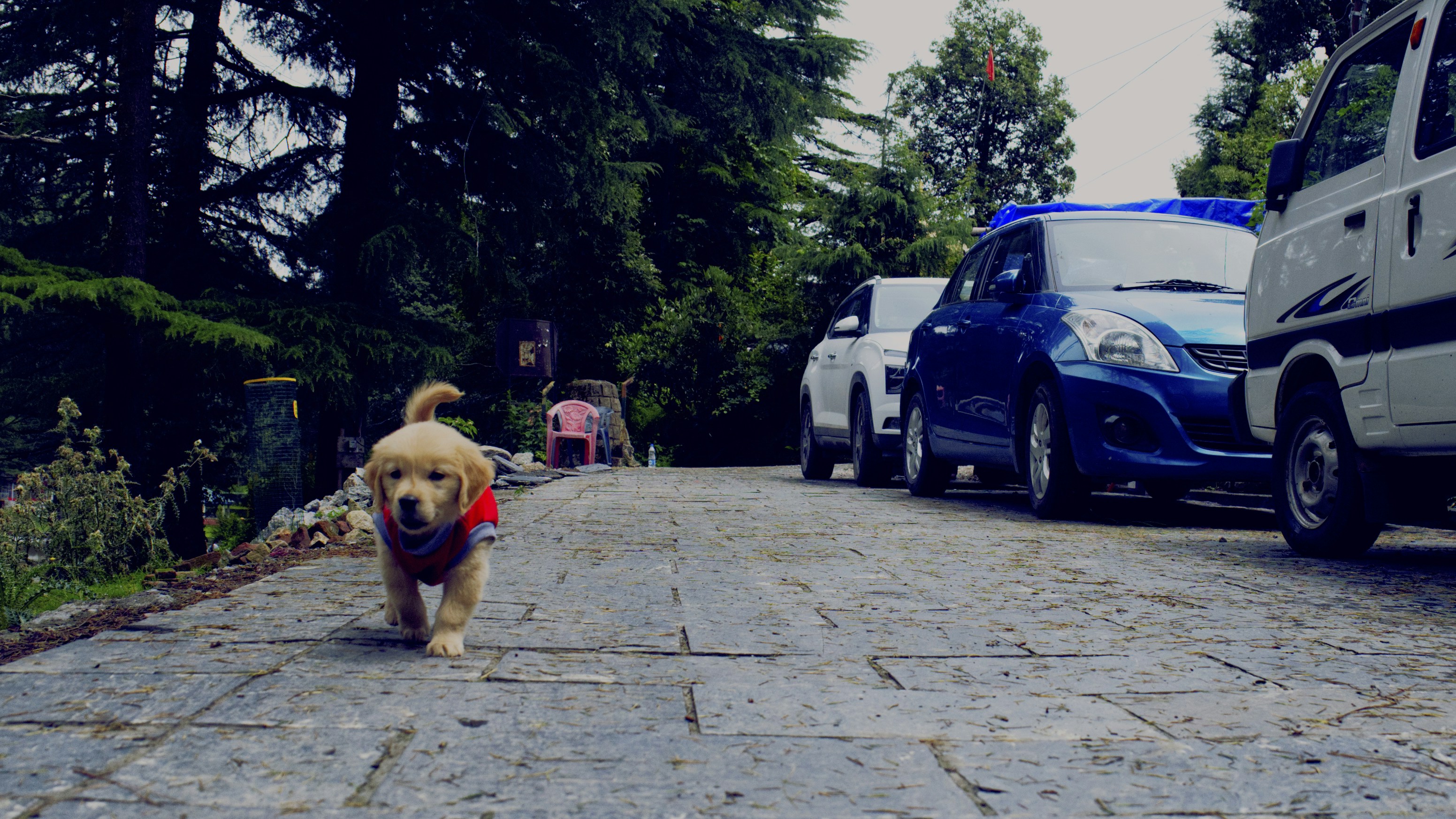a brown dog walking down a street next to parked cars