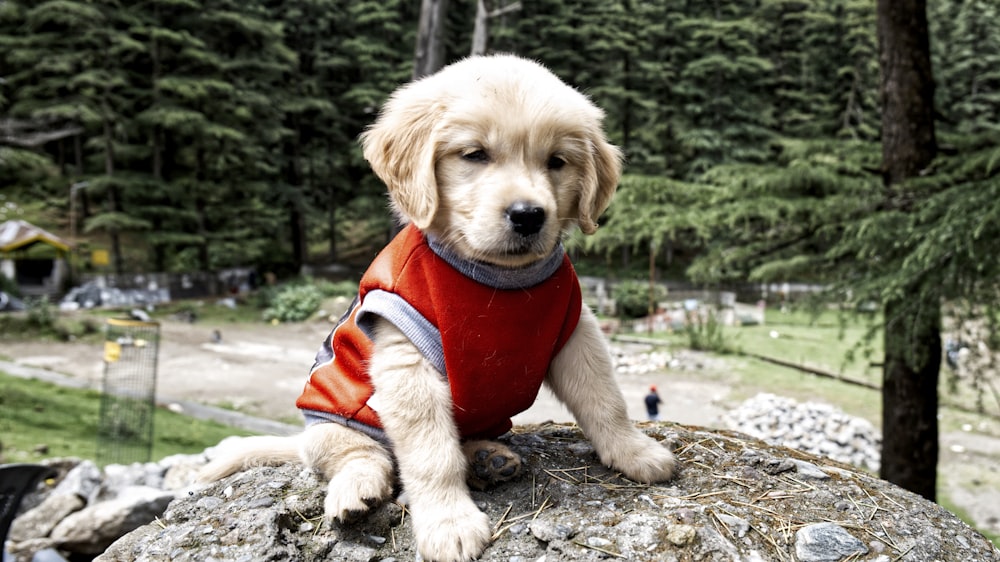a puppy sitting on top of a large rock