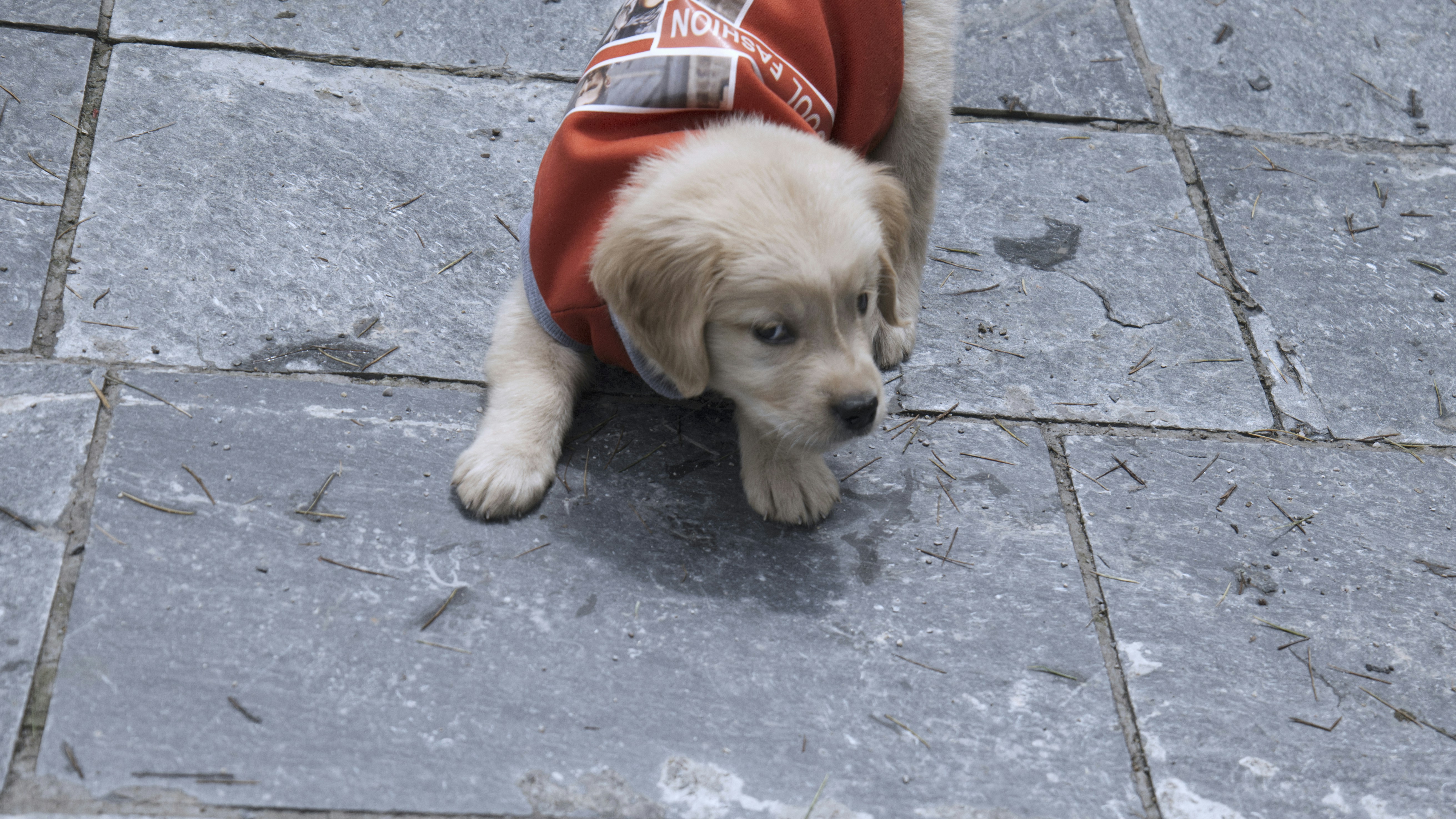 a small dog wearing a red shirt on a sidewalk