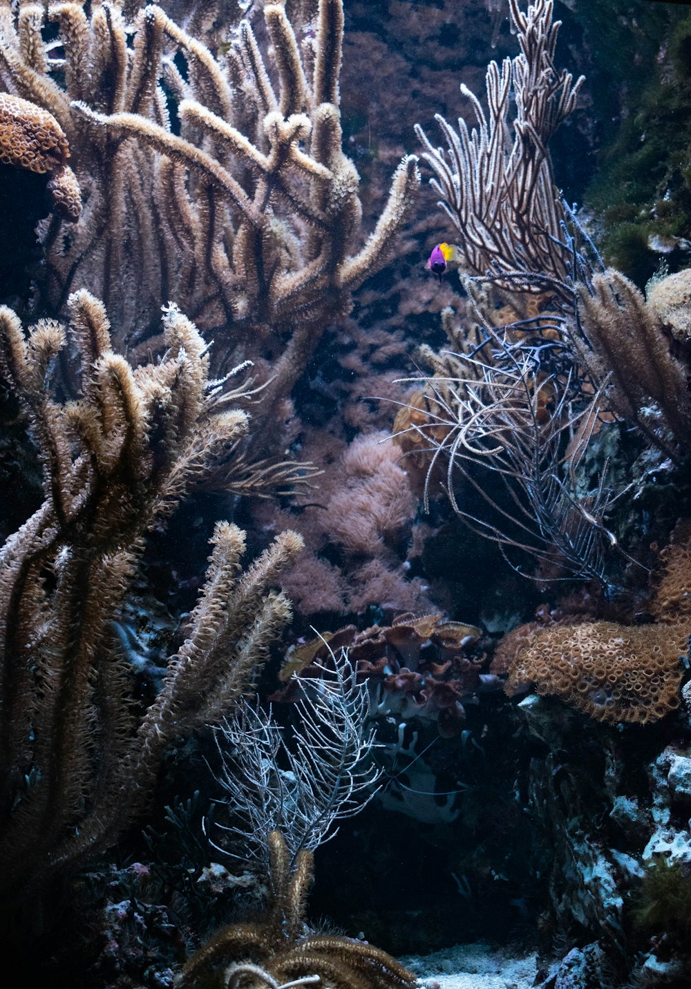 an underwater view of corals and seaweed