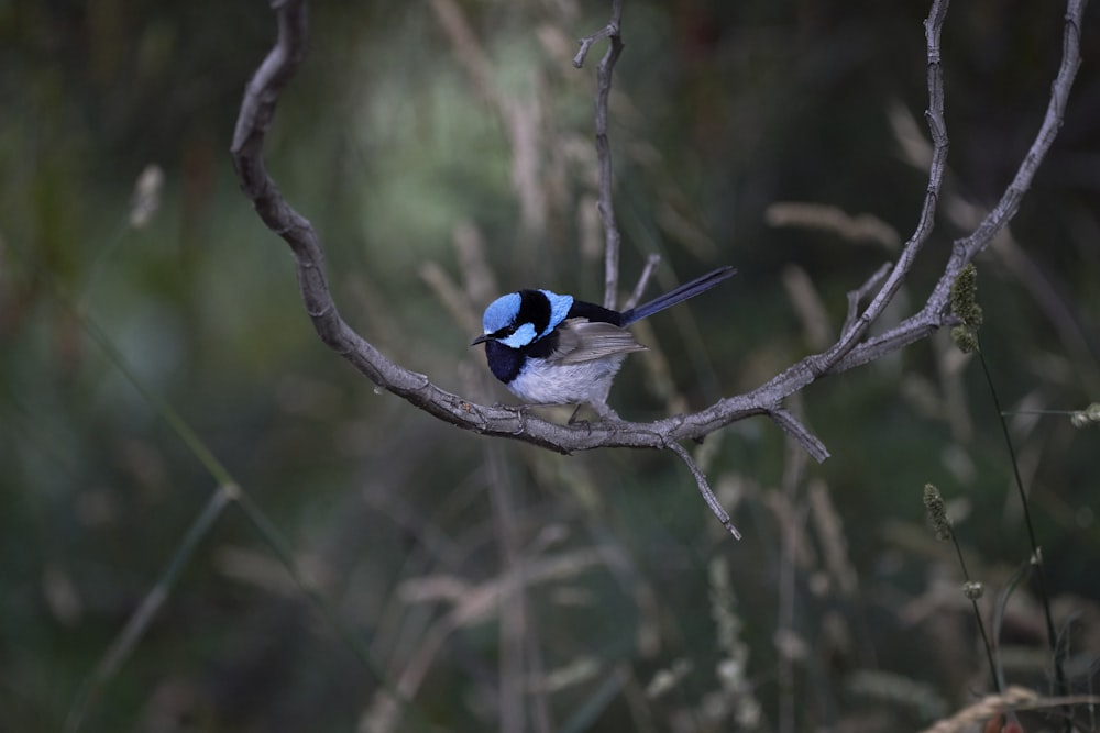 a blue and white bird sitting on a tree branch