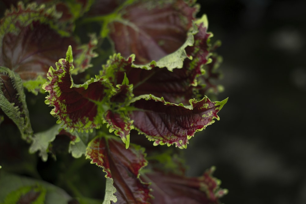 un primer plano de una planta de hojas verdes y rojas