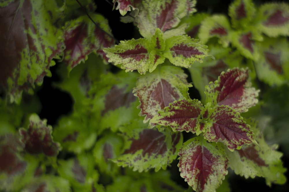 Un primer plano de una planta con hojas rojas y verdes