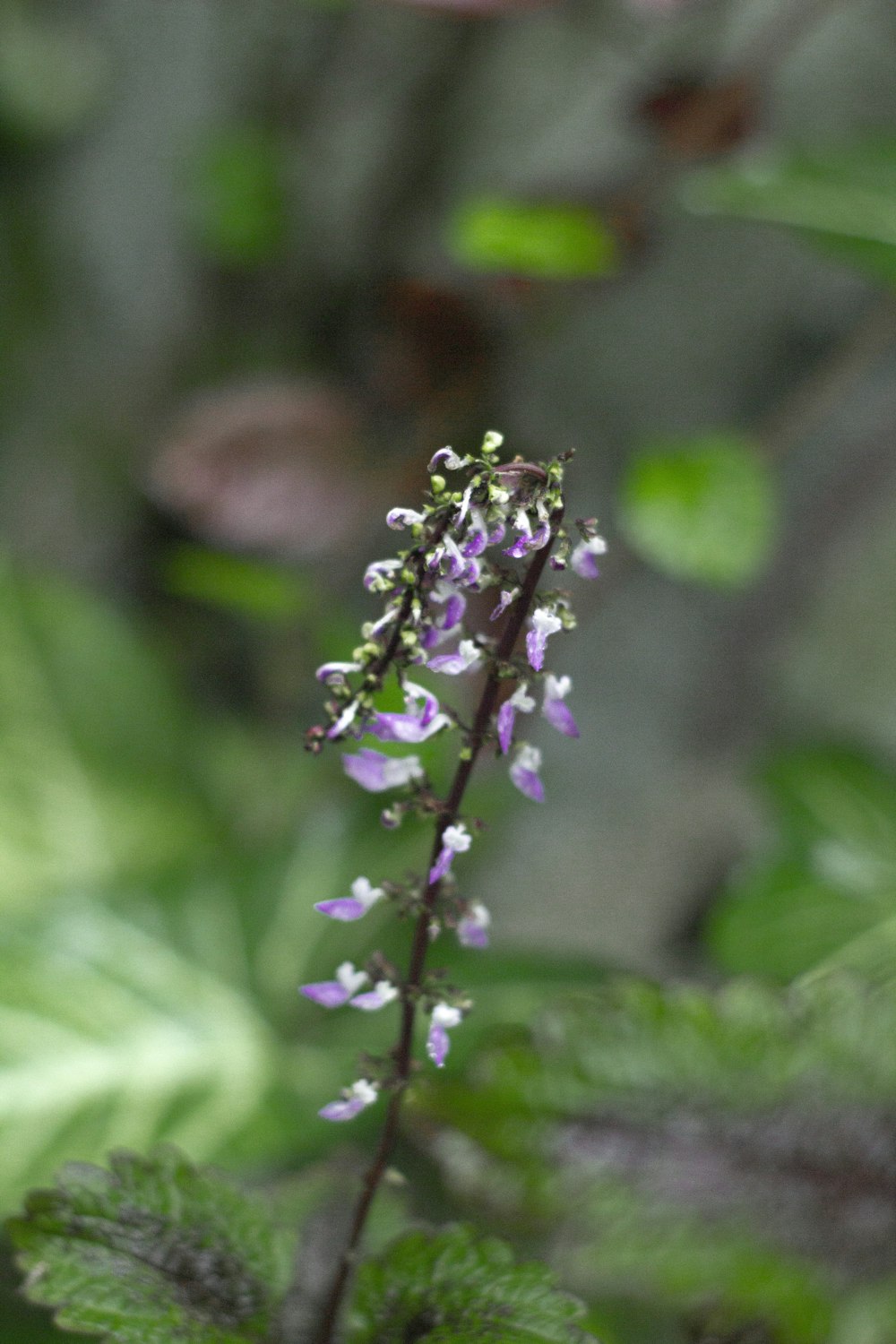 Un primer plano de una planta con flores púrpuras