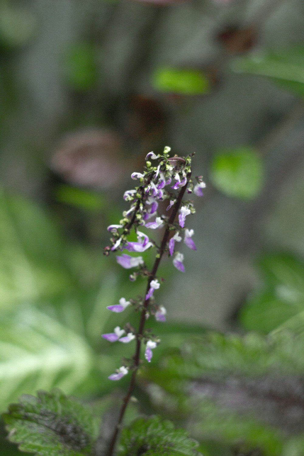 a close up of a plant with purple flowers