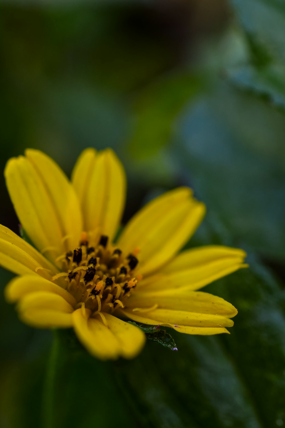 a yellow flower with green leaves in the background