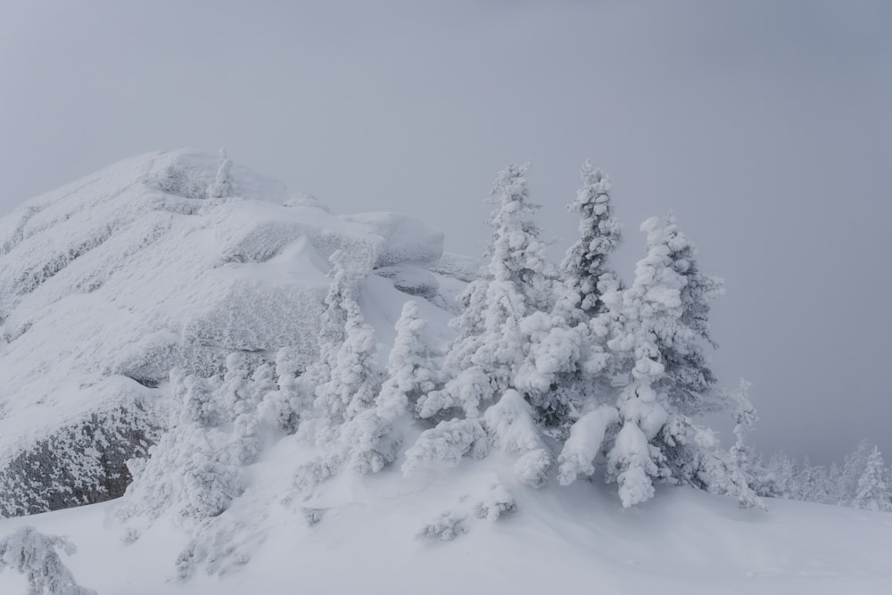 a mountain covered in snow with lots of trees