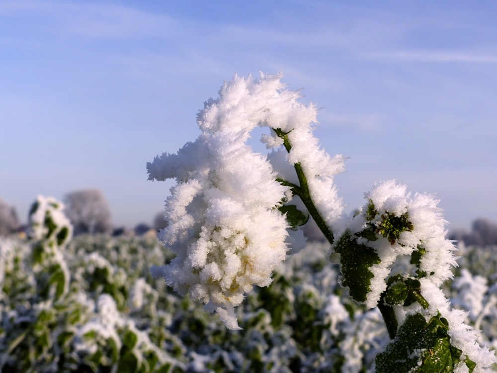 a snow covered plant in the middle of a field
