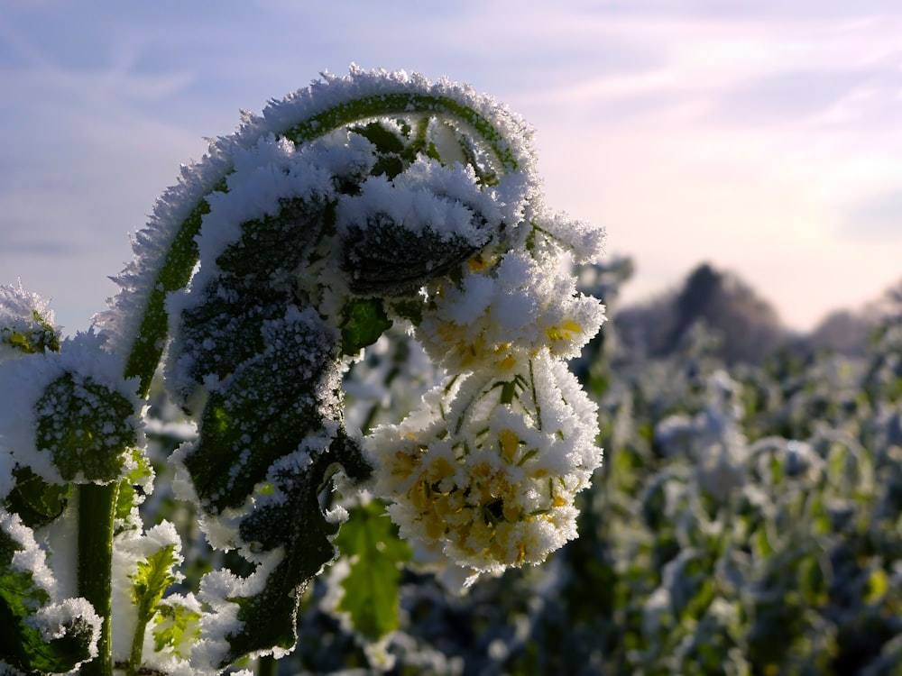 a snow covered plant in the middle of a field