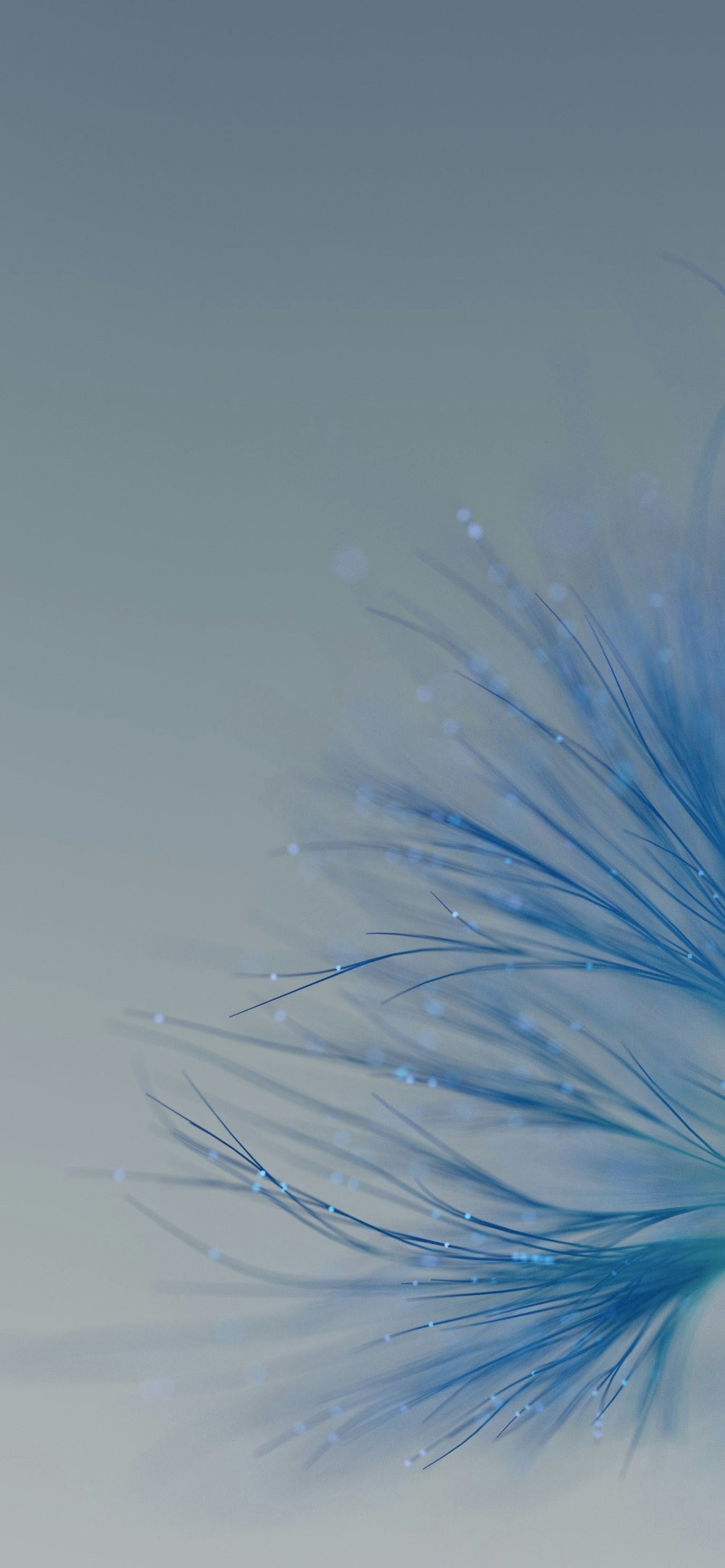 a close up of a blue feather on a white surface