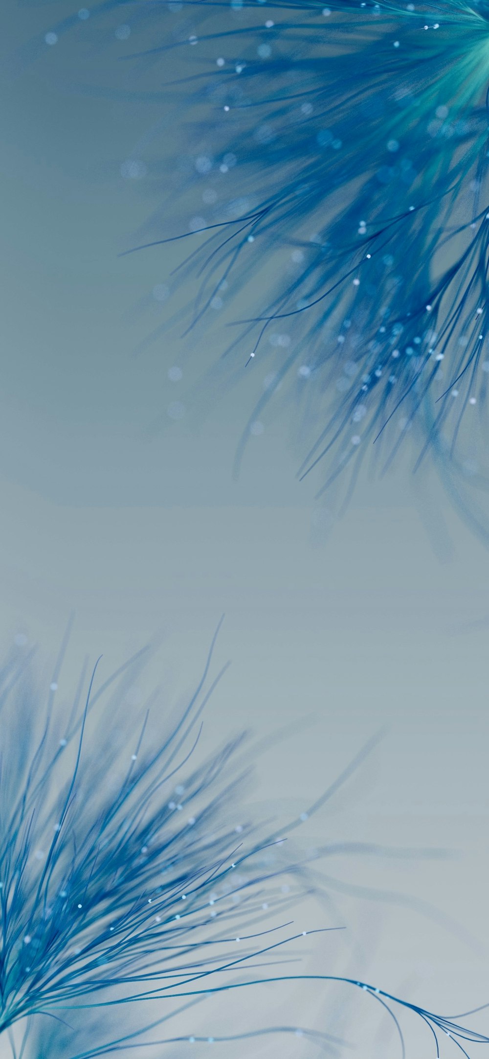a close up of blue feathers on a white background