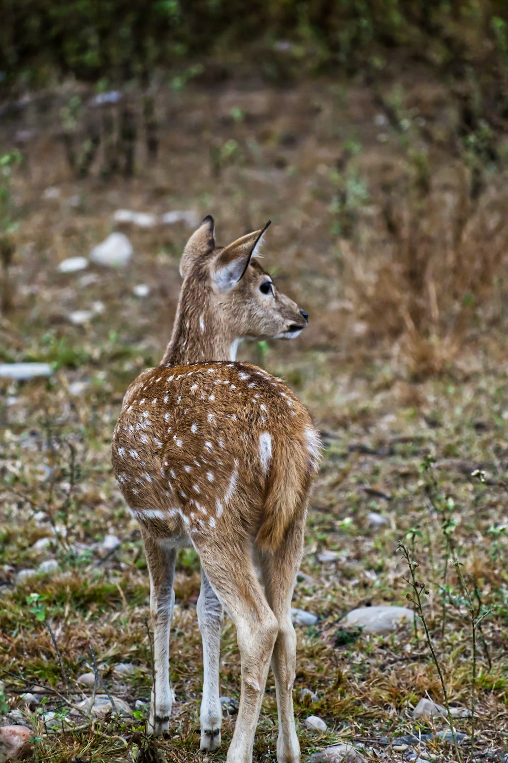 a small deer standing on top of a grass covered field