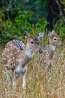 a couple of deer standing on top of a grass covered field