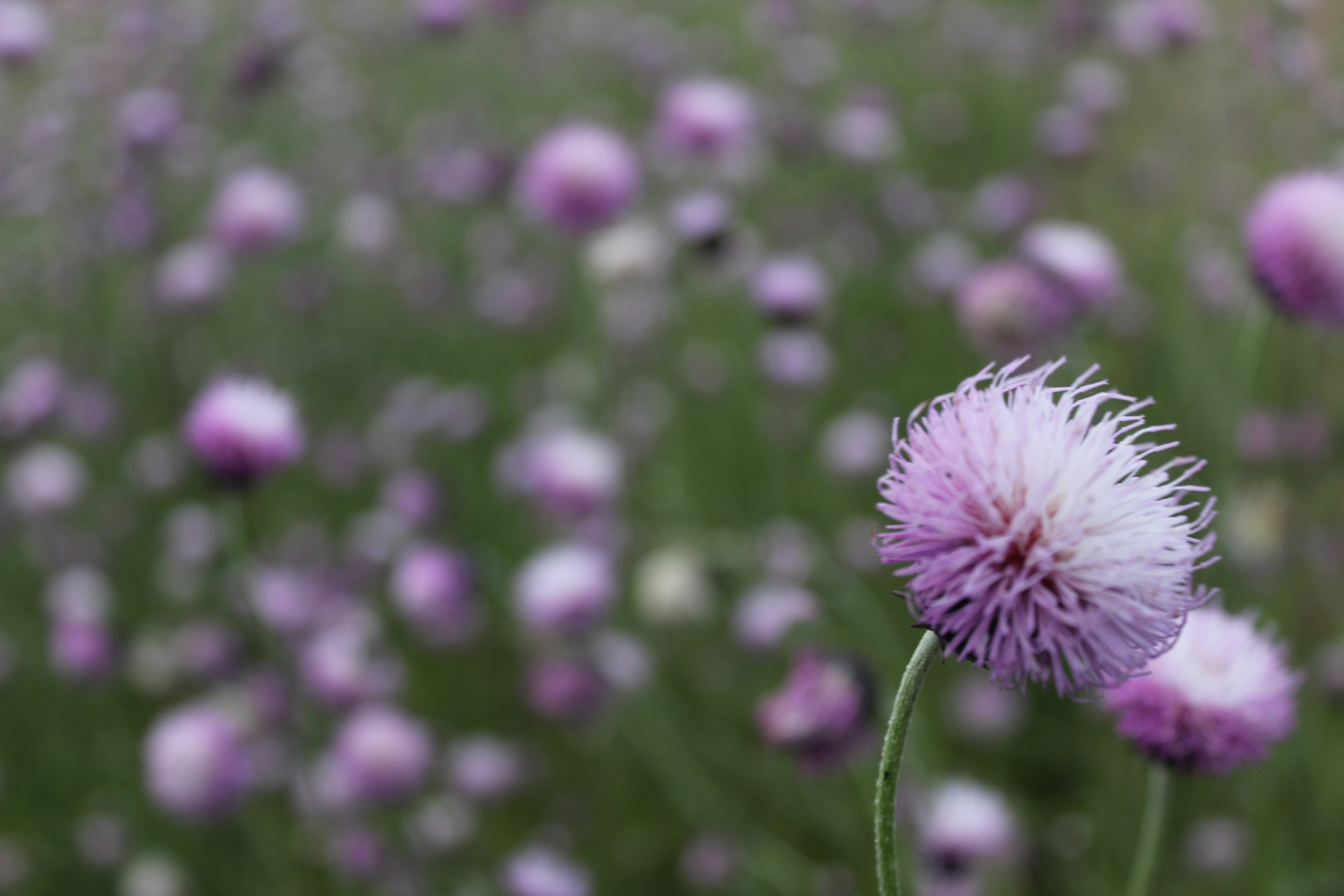 Photo by mostafazadeh_shiva